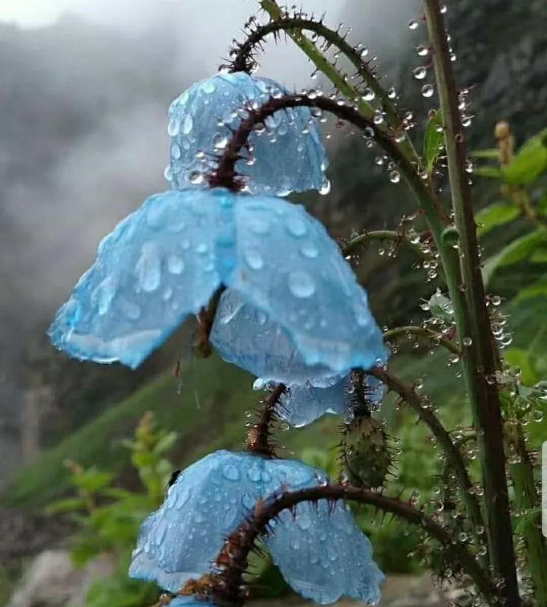 神秘变色花：一下雨就隐形又透明，芳踪难觅！和你捉迷藏的美人花
