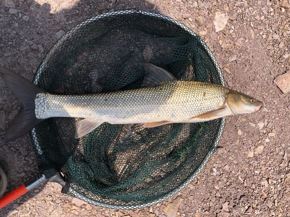 外来物种鱼入侵溪里,外来入侵物种导致鱼死亡