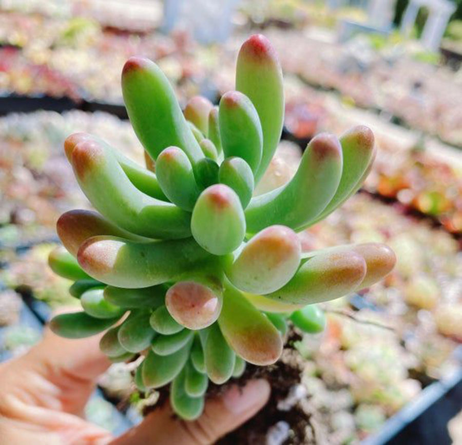 家居收纳日本主妇收纳秘笈大公开,日本主妇如何收纳冰箱蔬菜