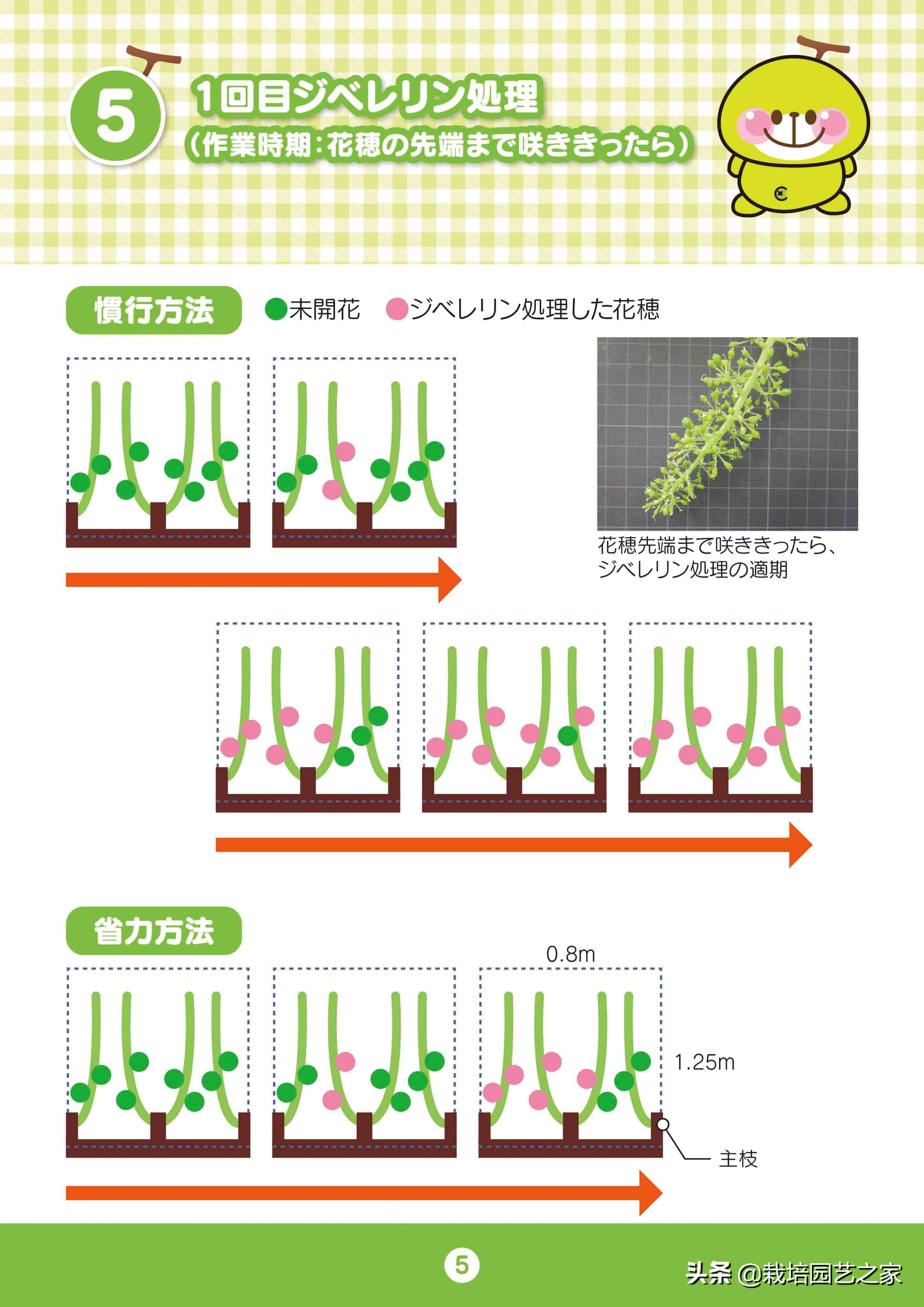 日本阳光玫瑰葡萄全教程,日本阳光玫瑰保果配方