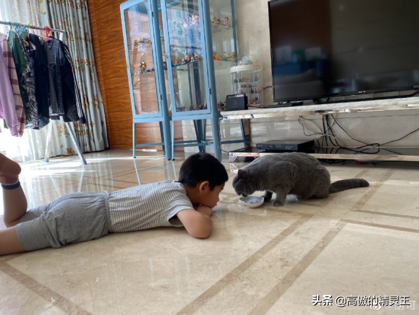 胡可晒小鱼儿垂涎猫粮，趴地上围观猫咪进食，网友提醒谨慎他偷吃