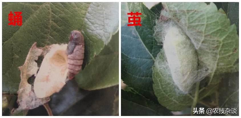 苹果食心虫防治,苹果叶片虫害