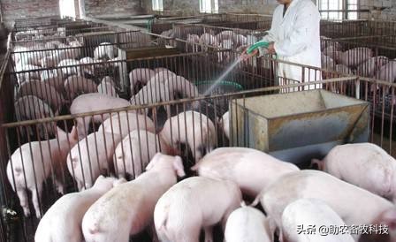 发酵中草药将成为防控非洲猪瘟的有力军，成本低效果肯定大量案例