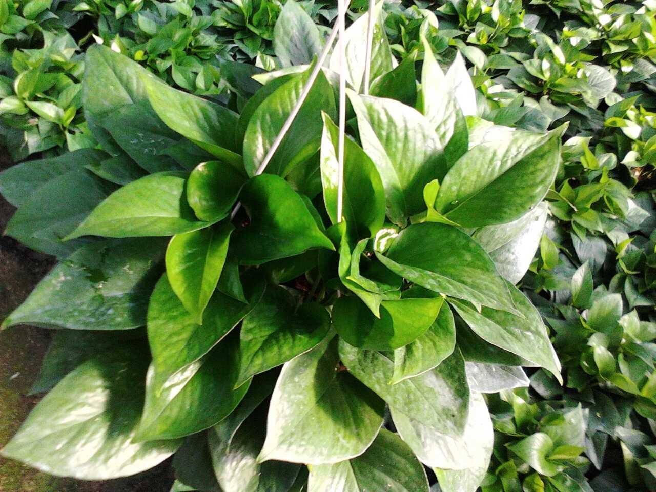 绿萝叶子冻伤掉完了就剩藤条了,绿萝冻伤怎么修剪