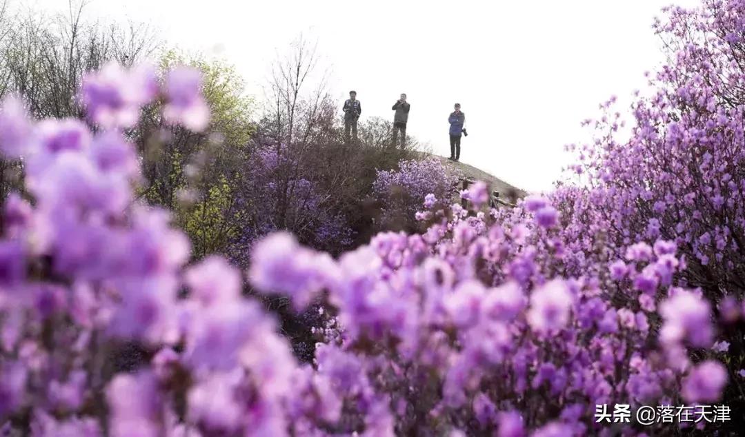 天津河北区桃花堤开了吗,天津看桃花的北运河桃花堤