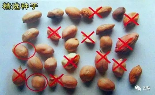 花生高产栽培技术视频,种花生到收花生的所有过程