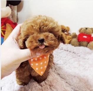 十大最值得养的宠物狗排名,最受欢迎的宠物狗排行