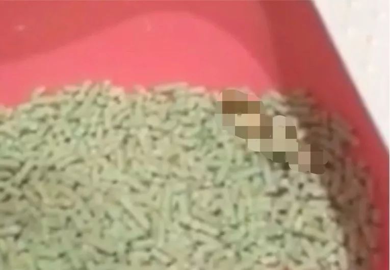 如何纠正猫咪的尿床行为,怎么彻底解决猫咪尿床