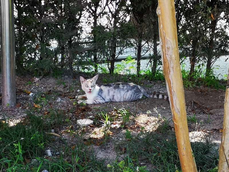 关河令周邦彦朗读,关河令词牌格律