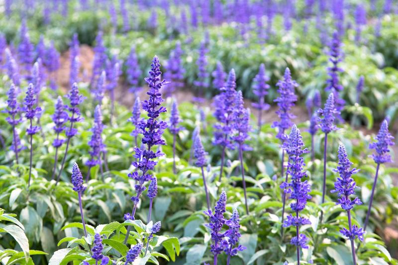 你知道广州有个百万葵园吗？四季都繁花似锦，景色让人流连忘返