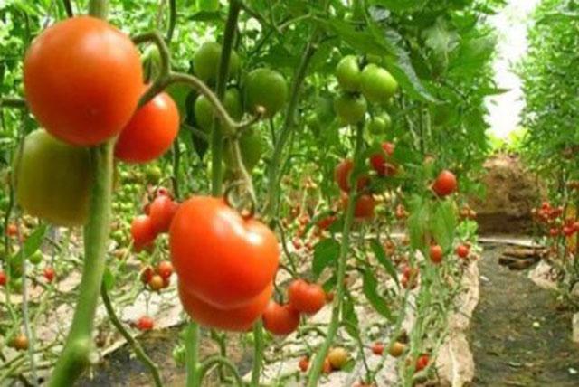 番茄种植，溃疡病传播快，危害大，难以控制，该如何进行防治呢？