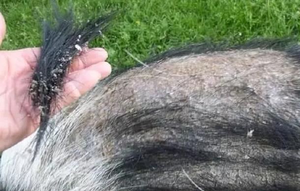 猪鬃也是好东西？*器武**没了它就等着报废，引德美苏三国争相抢购