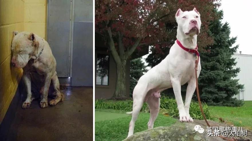 蓝鲸到底有多大,直观感受蓝鲸有多大