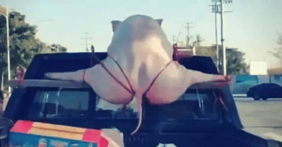 丁字裤闻起来到底有多臭？