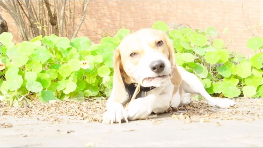 方便录视频的美颜相机,方便录像的手机