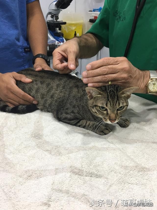 主人带大型犬狗去打针,给家里十几只猫打疫苗