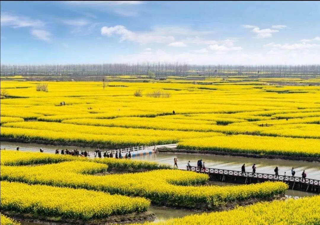 赏油菜花攻略,寻找最美油菜花可去这十大景点