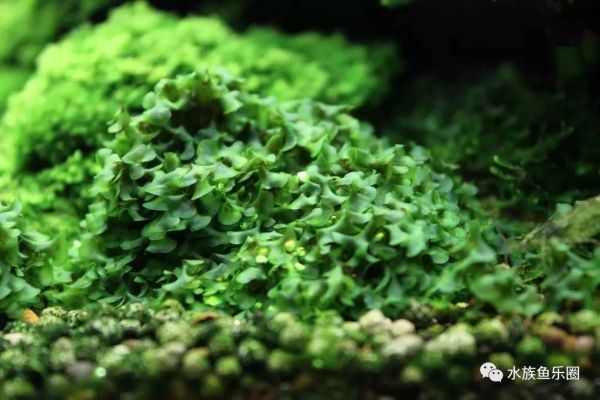 皇冠水草品种大全,亚马逊水草品种