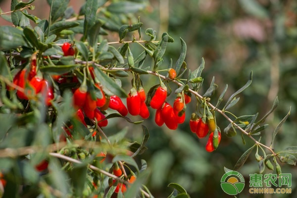 今日枸杞新货多少钱一斤,青海枸杞行情最新价格