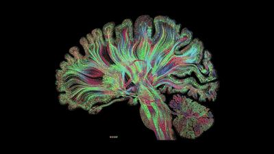 为什么菊花有味道,菊花辣怎么缓解