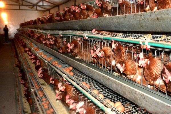 蛋鸡标准化安全生产关键技术,蛋鸡养殖安全管理制度