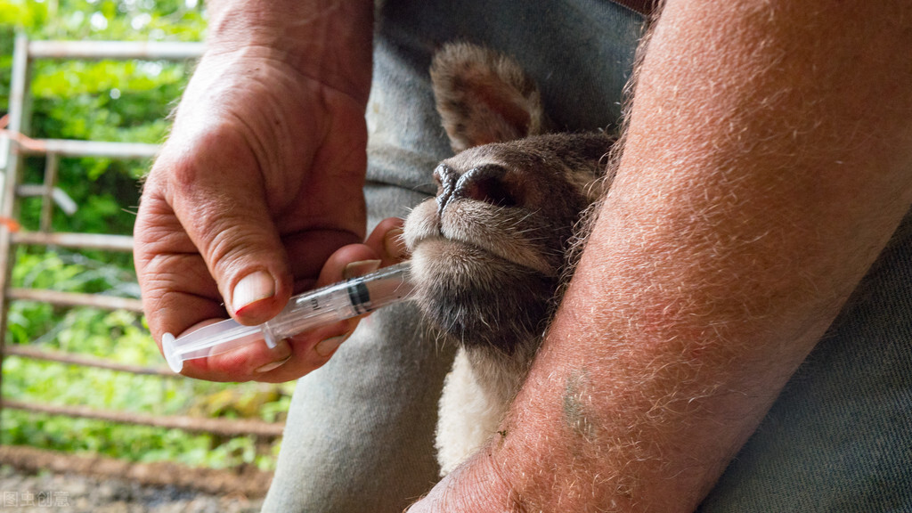 梭菌病在羊养殖中的预防和治疗