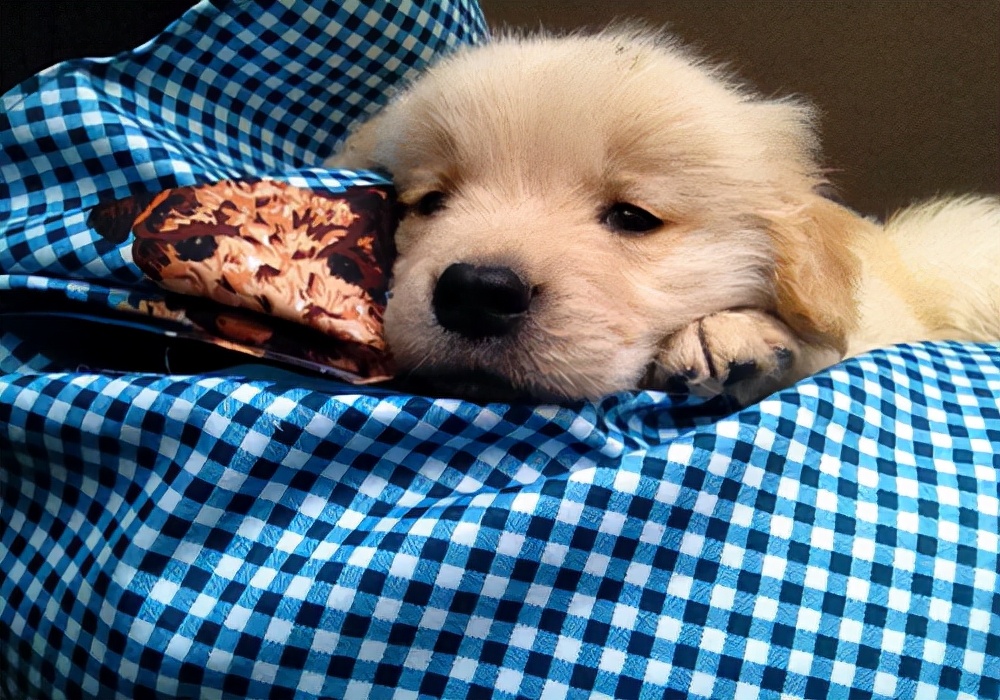 狗狗感冒会死掉吗？发现狗狗感冒之后应该怎么处理？三大措施参考