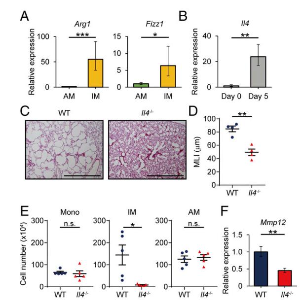 嗜碱性粒细胞0.08与肺结核有关吗,肺气肿与肺泡表面活性物质有关吗