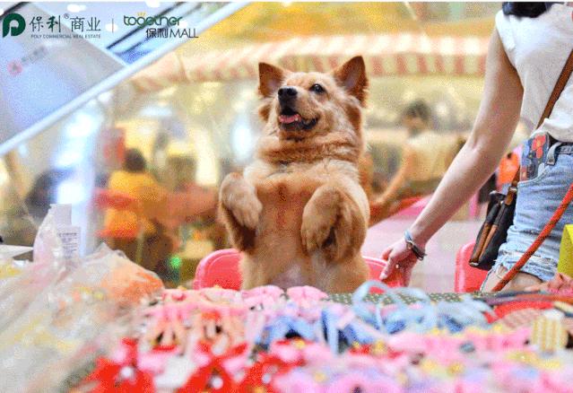 保利MALL 阿派领养日！有只萌宠在call你…
