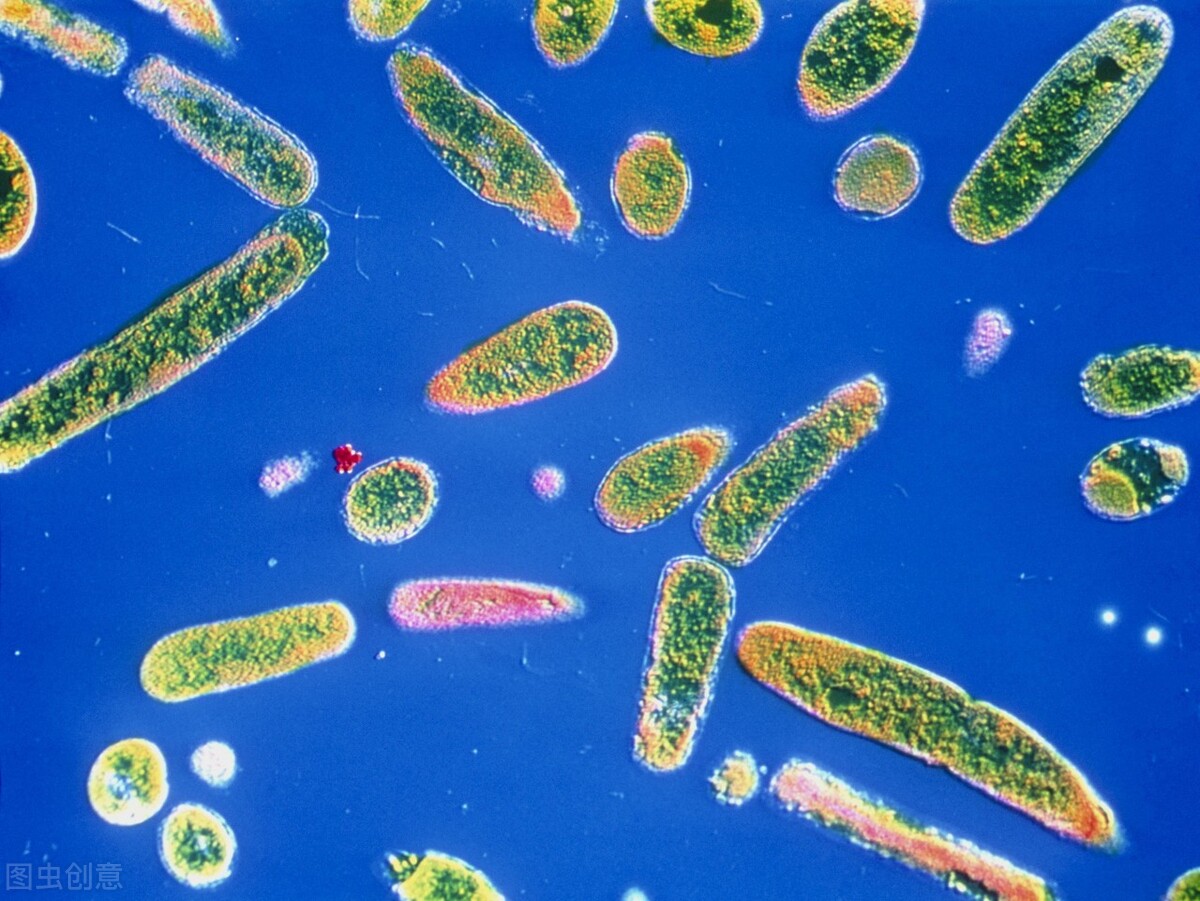 红霉素软膏的十种用途,红霉素软膏的12种用途