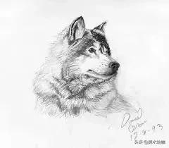 动物素描临摹装饰画,动物素描应该用哪些笔