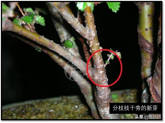 “选芽与摘芽”盆景树形稳定一半都靠它，盆景耐心与细心的试练