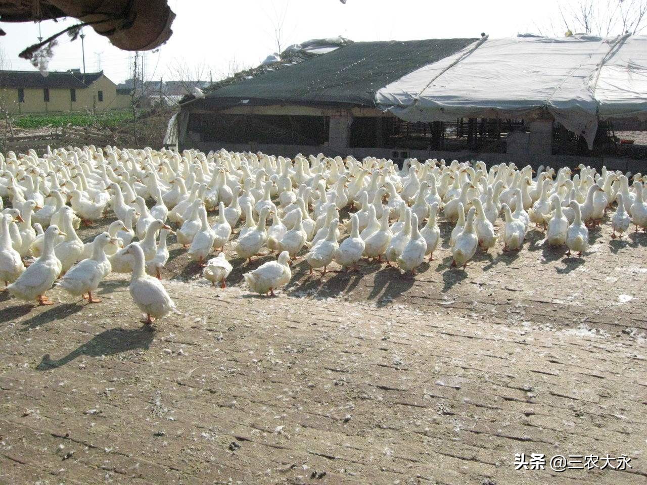 天气热养鸭预防什么疾病,养肉食鸭热应激怎么预防