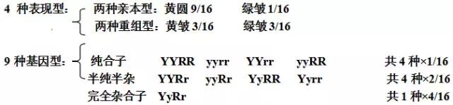 生物必修二知识点归纳总结,高中必修二生物遗传概率解题技巧