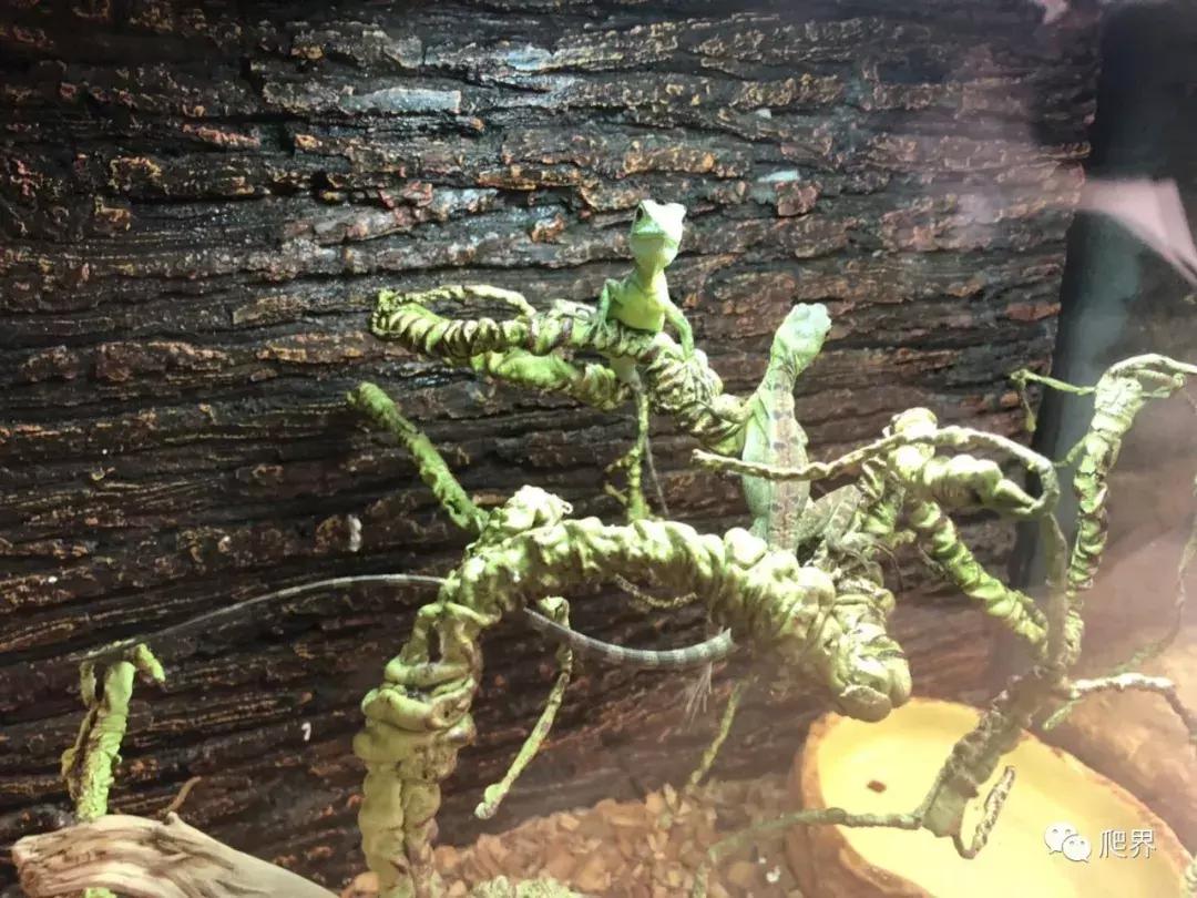 伦敦的爬宠店,隐藏在小区深处的店铺