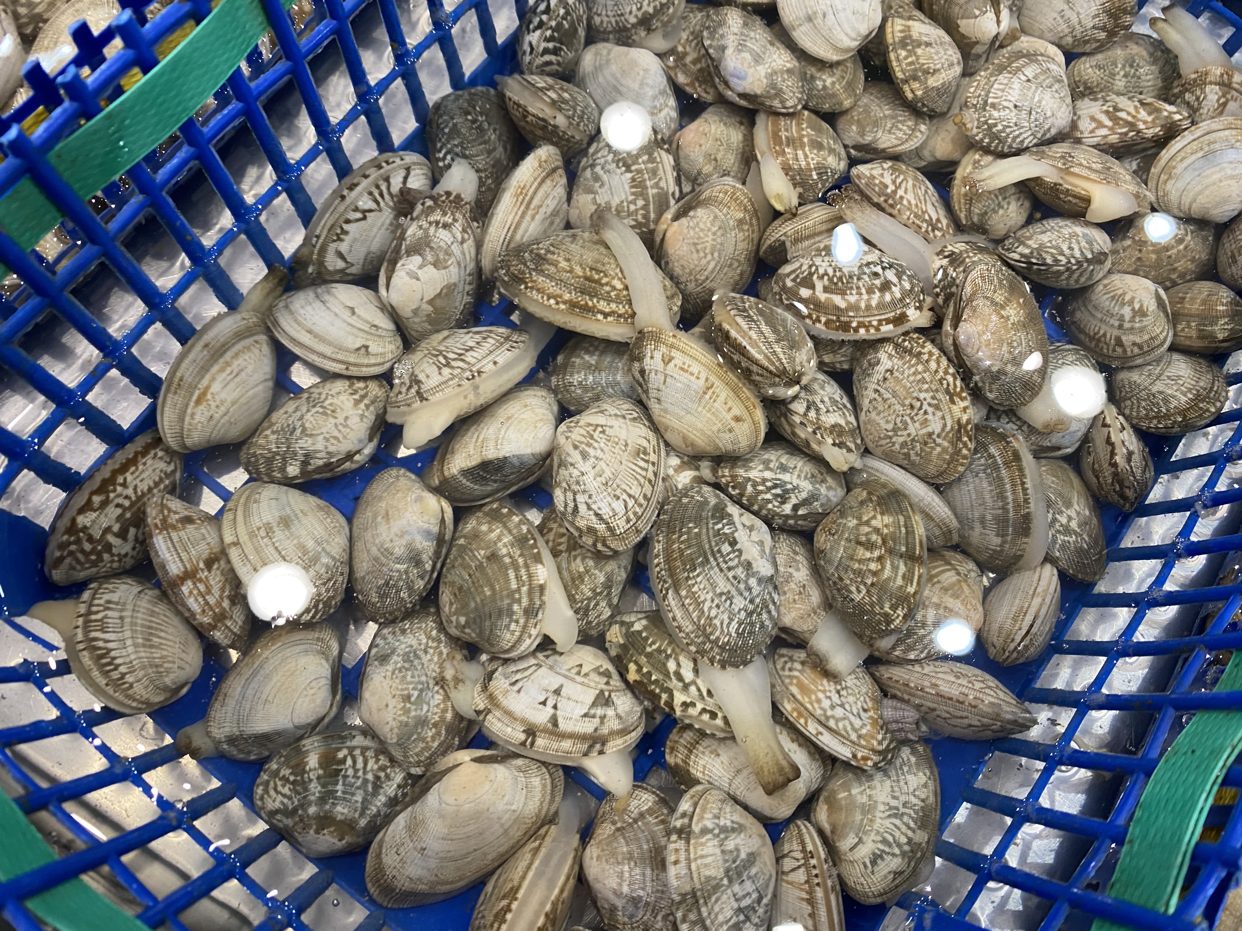 花蛤怎么洗才能把沙子全吐出来,快速让花蛤洗干净的方法