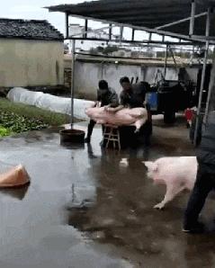 搞笑gif开心一刻单身也挺好,搞笑gif开心视频