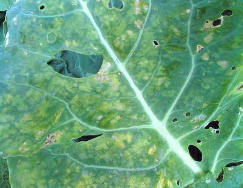 花椰菜常见病害图解,花椰菜病虫害防治图谱