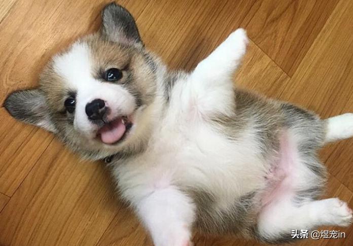 小区狗狗随处大小便怎么办,怎么让狗狗不随地大小便教程