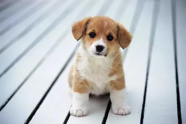 狗狗一出门乱跑喊不回来,每次出门狗狗都哭怎么解决