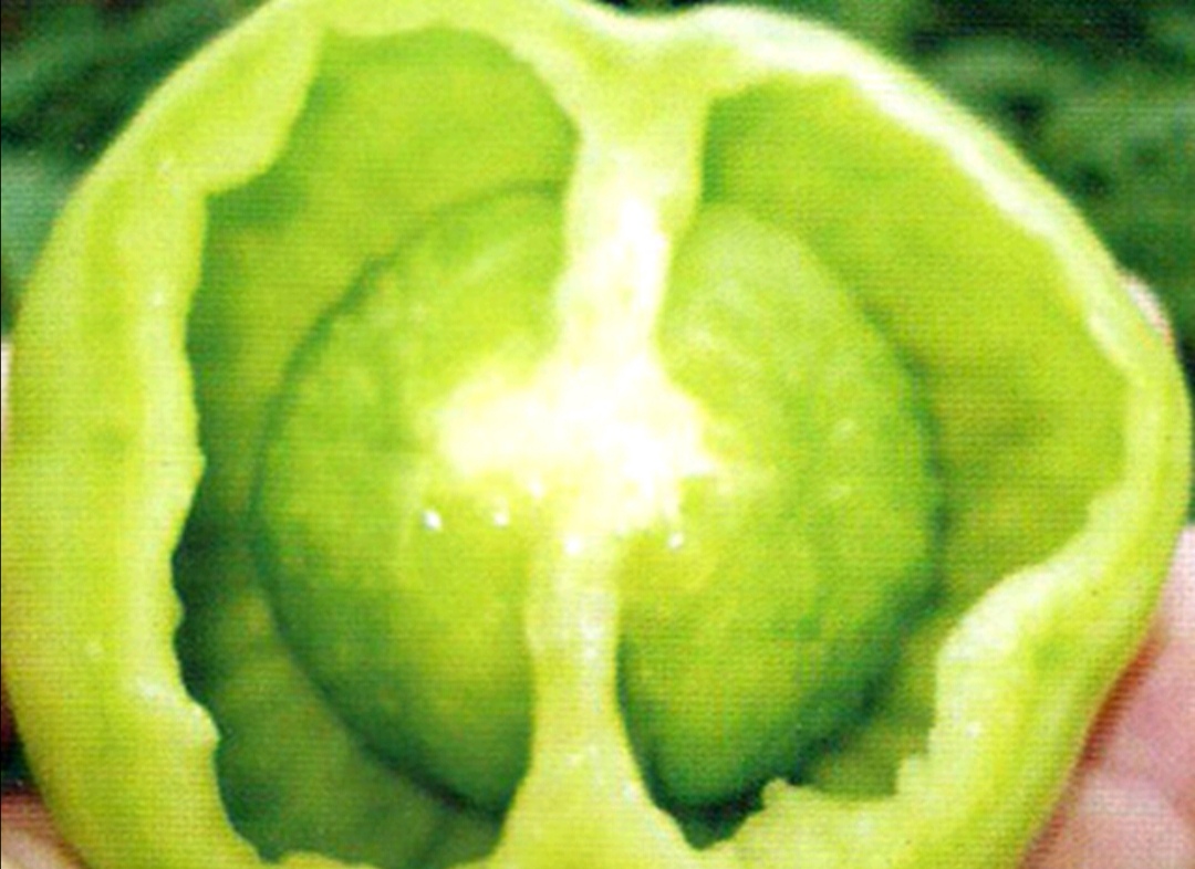 番茄空心果怎么补救,番茄空心有棱是怎么回事