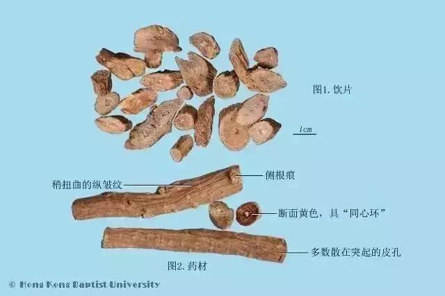 每天一味中药鲜牛膝,中药川牛膝的疗效与作用