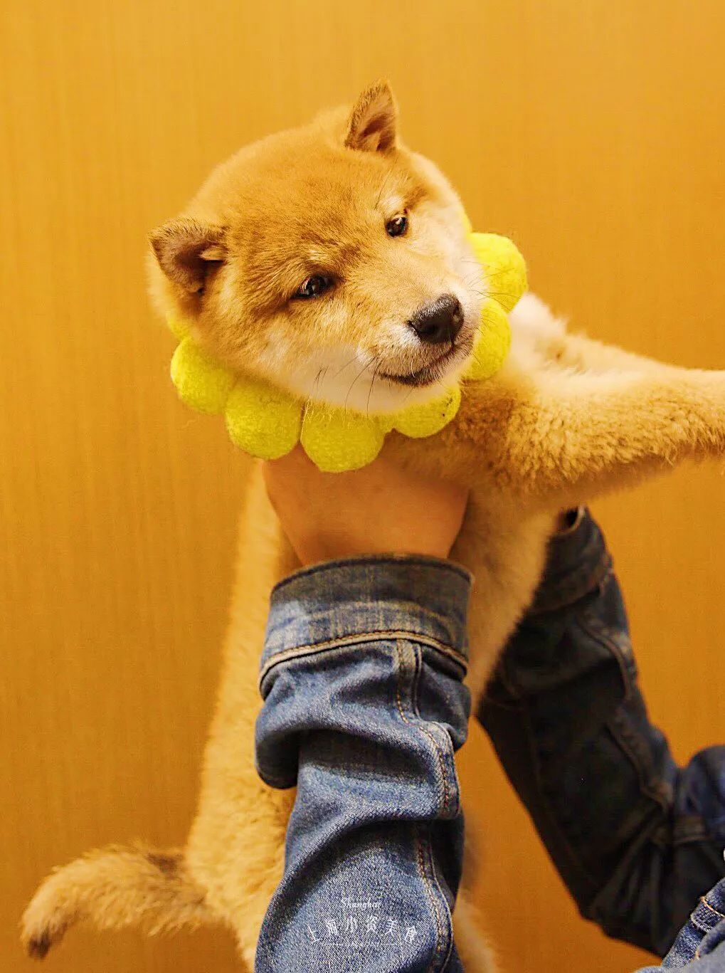 2019宠物排名,2022宠物排行榜