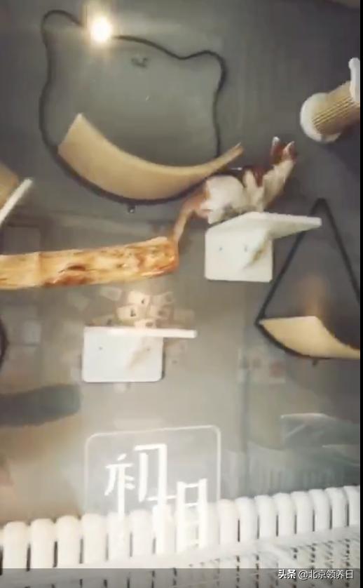 #领养代替购买#给它们一个家|线上宠物领养日,20190608加场