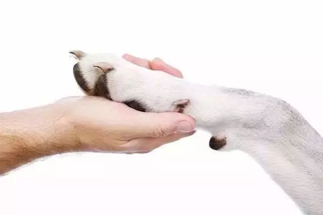 你了解狗狗的行为吗,狗狗爪子的养护常识