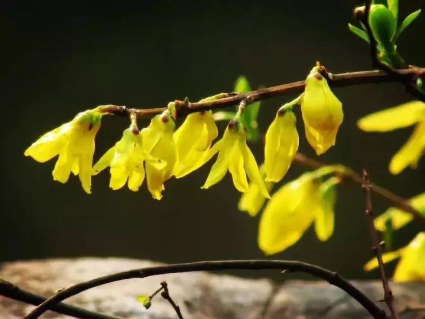看到花的时候，不知是什么花？那就收下这份百花图谱