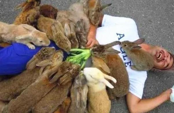 野兔成灾成灾的后果,野兔成灾成灾求助