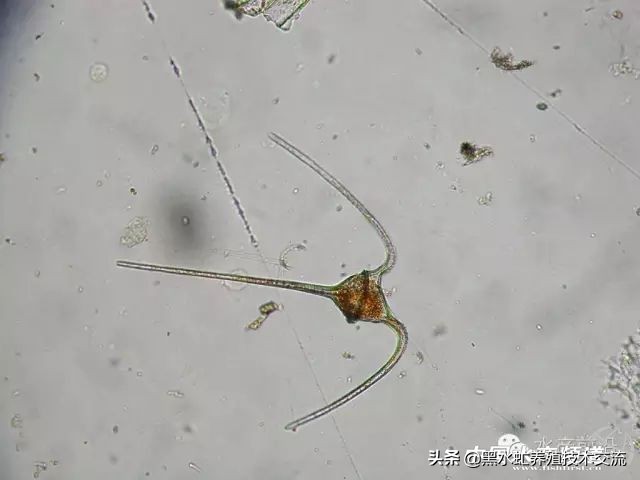 水产藻类大全图片,水产藻类知识大全