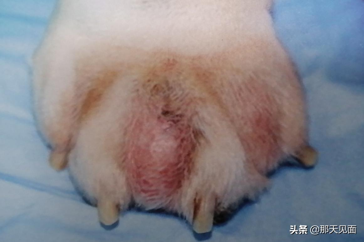 狗脚趾长了怎么办,狗脚趾毛变红怎么回事