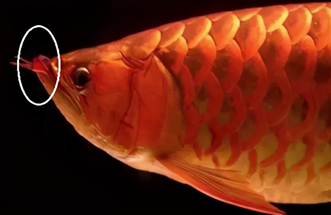 龙鱼疾病治疗视频,龙鱼常见病100种